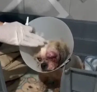Dudu recebendo cuidados veterinários com colar de recuperação
